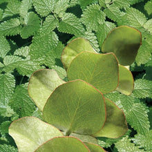 Load image into Gallery viewer, Eucalyptus & Spearmint Bath & Body