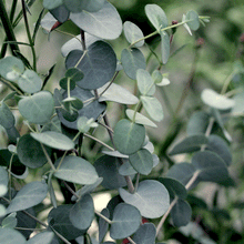 Load image into Gallery viewer, Simply Breathe Cuticle Oil & Balm