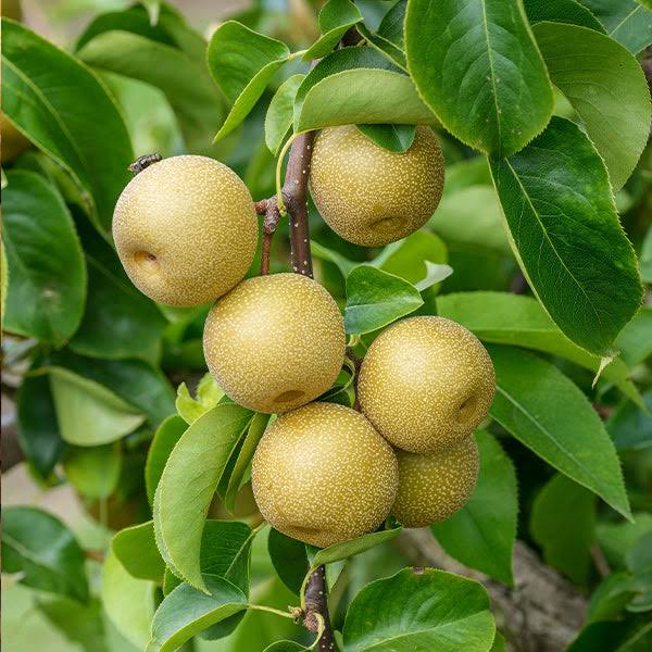 Asian Pear Bath & Body