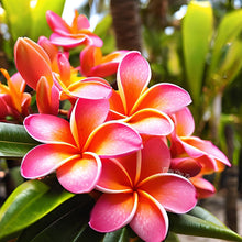 Load image into Gallery viewer, Plumeria Bath &amp; Body
