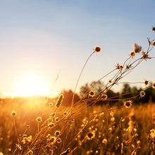 Load image into Gallery viewer, Golden Hour- January 2023 Sub Bag Exclusive Scent