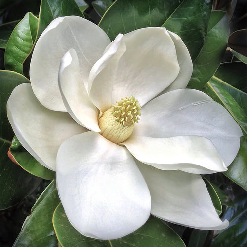 Magnolia Cuticle Oil & Balm